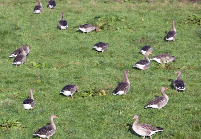 RvS: wel recht op vergoeding ganzenschade bij pacht natuurgrond