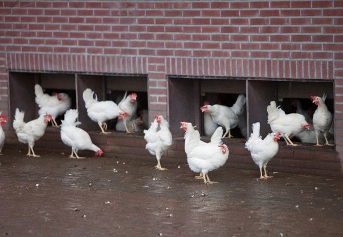 Uitleg Skal geïsoleerde buitenruimte voor pluimvee
