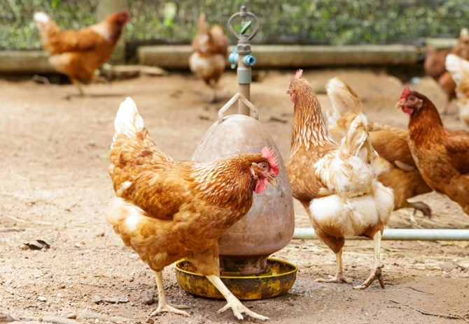 Verplicht bioveiligheidsplan voor pluimveehouderij