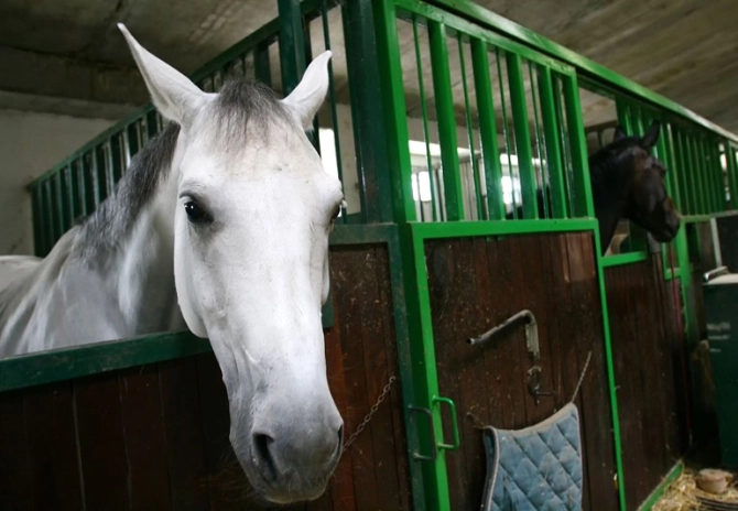 Paardenaccommodatie als onderdeel van de eigen woning?