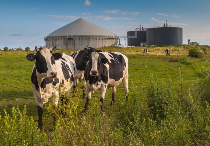 Aanpassing vrijstelling mestverwerkingsplicht biologische veehouders