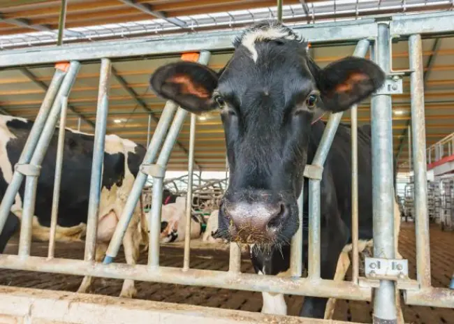 Eerste jaar fosfaatrechten loopt ten einde: pak géén boete