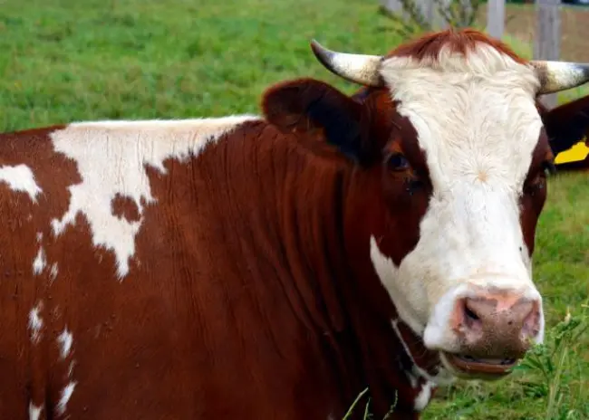 Melkveehouderij Nederland slaat nieuwe wegen in