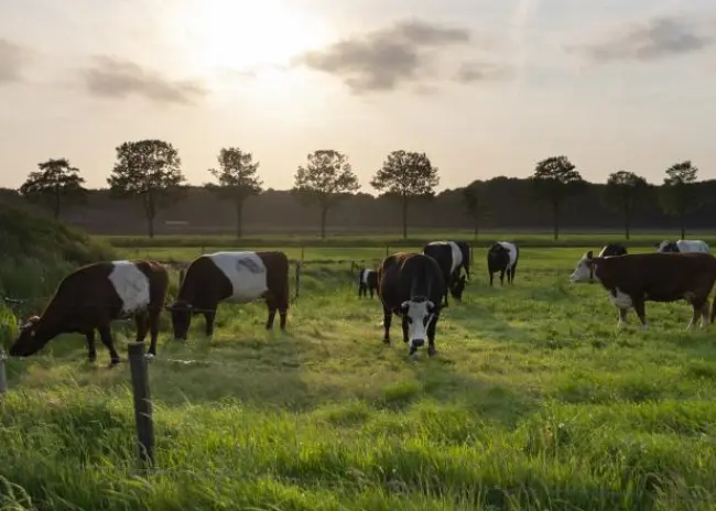 Energieneutrale melkveehouderij in 2030