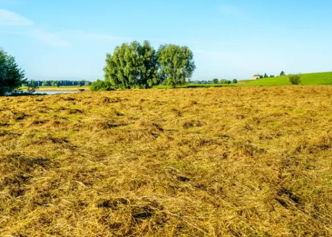 Op deze subsidies heeft u recht als agrariër
