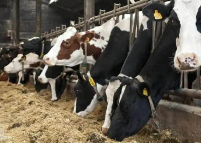 Boeren sjoemelen met registratie koeien en kalveren