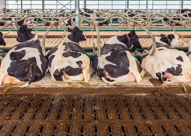 Gehalten dikke fractie na mestscheiding niet aannemelijk