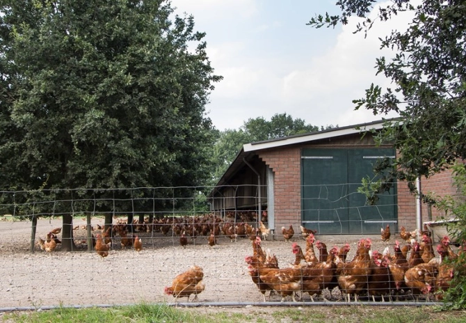 Verplicht bioveiligheidsplan pluimveehouderijbedrijven
