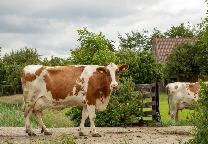 Voorstel tijdelijke en vrijwillige extensivering melkveehouderij