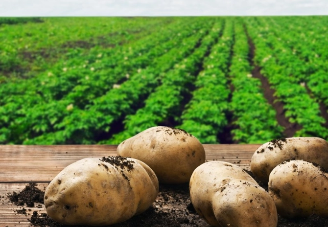 Afdekplicht aardappelafvalhopen vervroegd naar 1 april