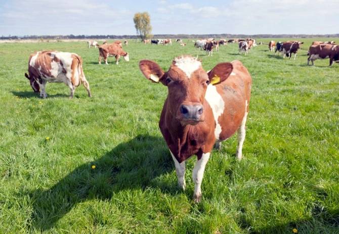 Wijzigingen eco-activiteit verlengde weidegang