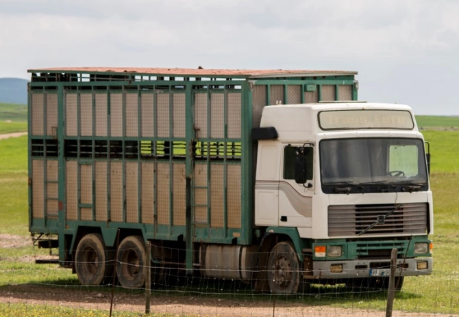 Strengere eisen kalvertransport per 1 juli