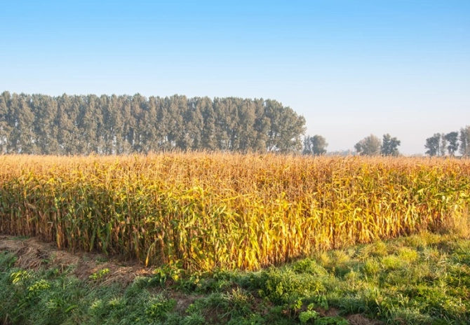 Onderzaai maïs kan niet als rustgewas meetellen