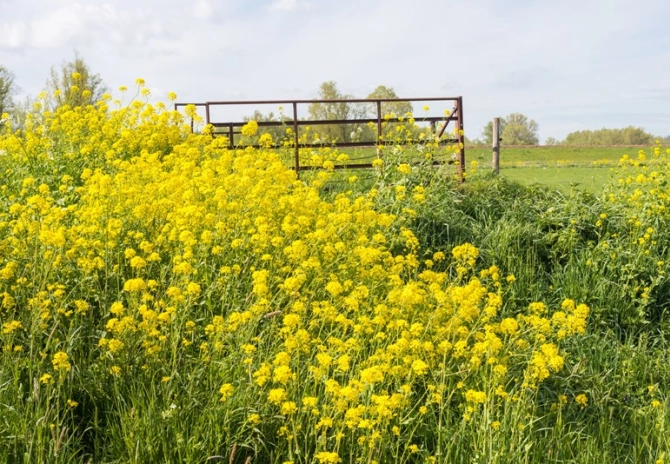 Stikstofgebruiksnorm groenbemesters