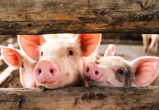 Investeren in een gesloten varkensbedrijf: wat kan wel en wat kan niet?