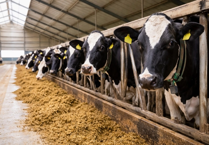 Subsidieregeling Gebiedsgerichte Beëindiging Veehouderijlocaties (GBV): meld u op tijd aan