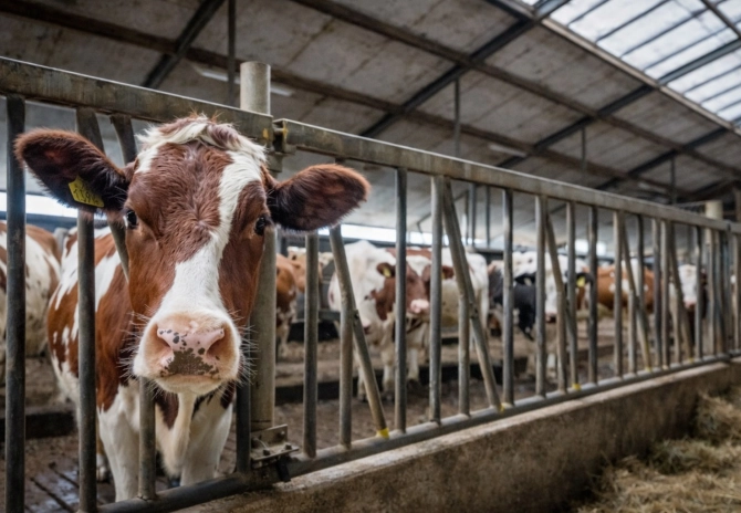 Melkprijs onder druk: houd voldoende bufferruimte