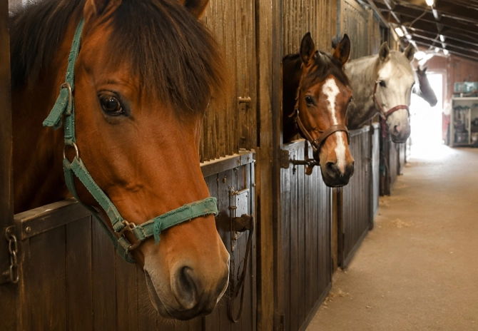 Verkoop van een paard aan een EU-koper? Dit betekent het voor de btw