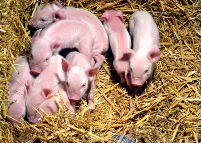 Gelijktijdige kennisgeving heen- en teruglease productierechten