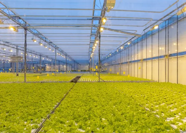 Subsidie investeringen in energie glastuinbouw