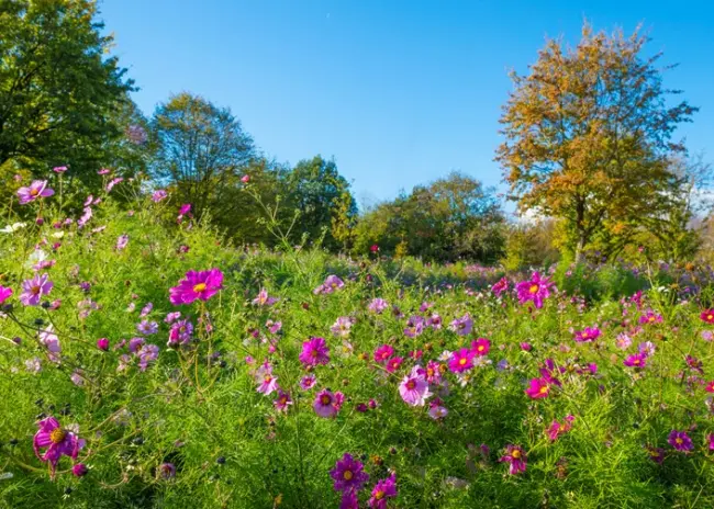 Hoofdlijnen aanpak stikstofprobleem