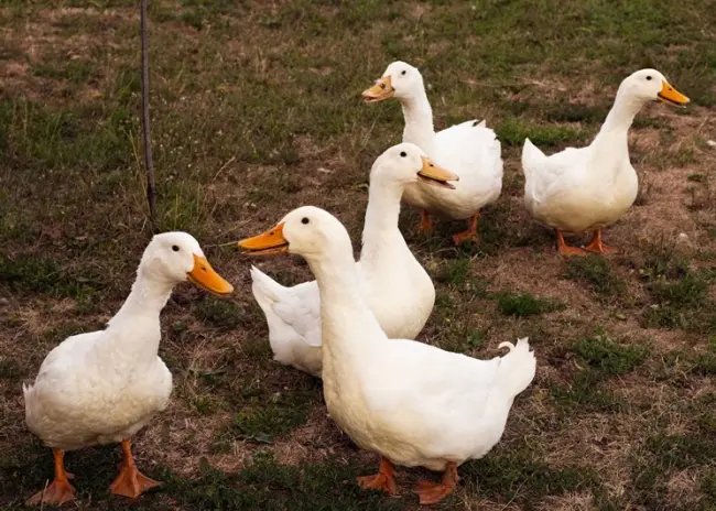 Oproep registratie pluimveehouders