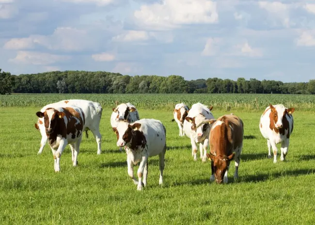 Opkoopregelingen veehouderijbedrijven