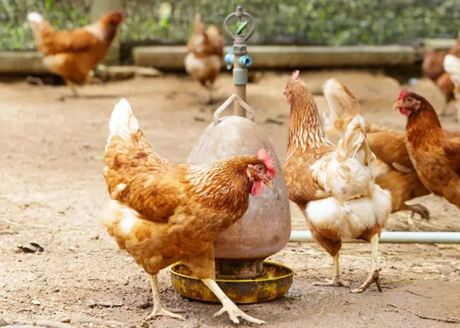 Europees geld voor grondgebonden varkens- en pluimveebedrijven