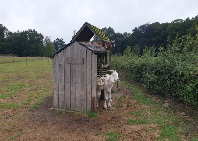 Randvoorwaardenkorting bij onvoldoende beschutting dieren