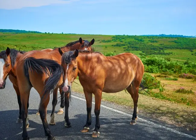 Strikter toezicht NVWA op registratieplicht paarden