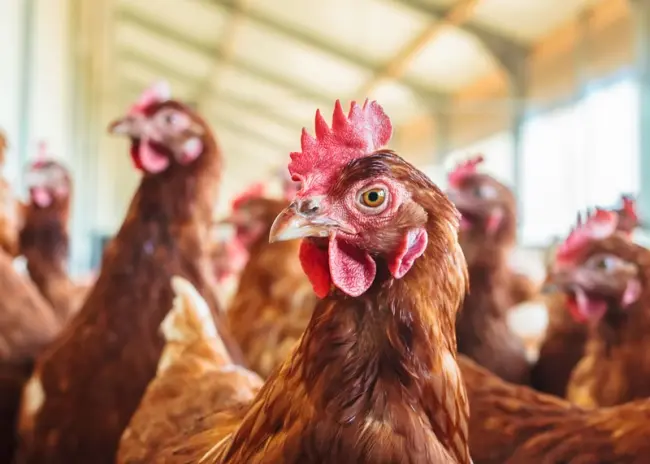 Oproep minister tot uitzetten fijnstofreducerende technieken