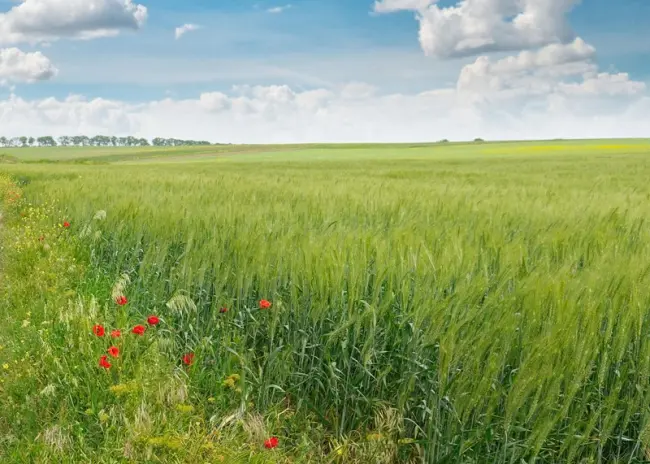 Wijzigingen uitrijden mest en verplichte gewasrotatie 2023