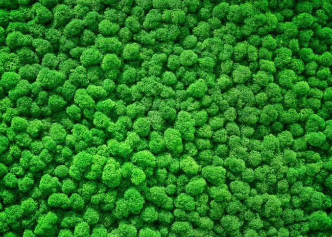 Voorsorteren op eco-activiteit ‘groenbedekking’