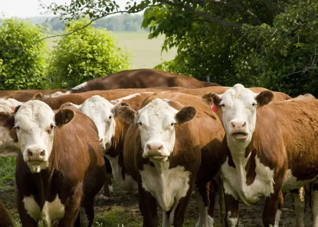 Vrijstelling zoogkoeienhouderij in wet geregeld