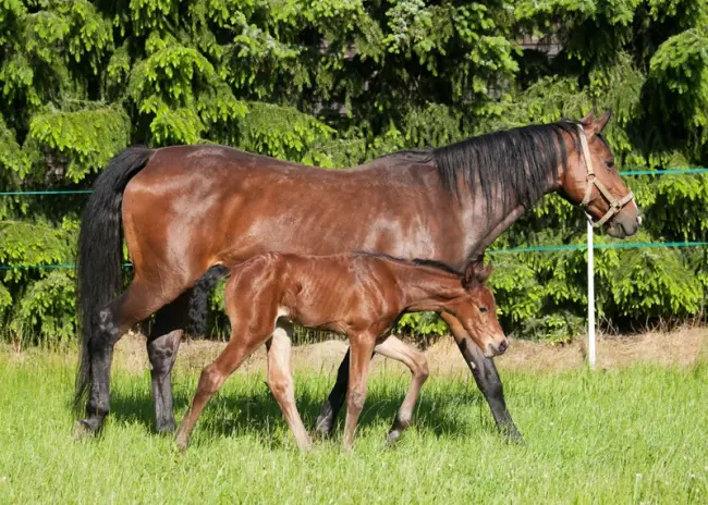 Registratie gebruik diergeneesmiddelen