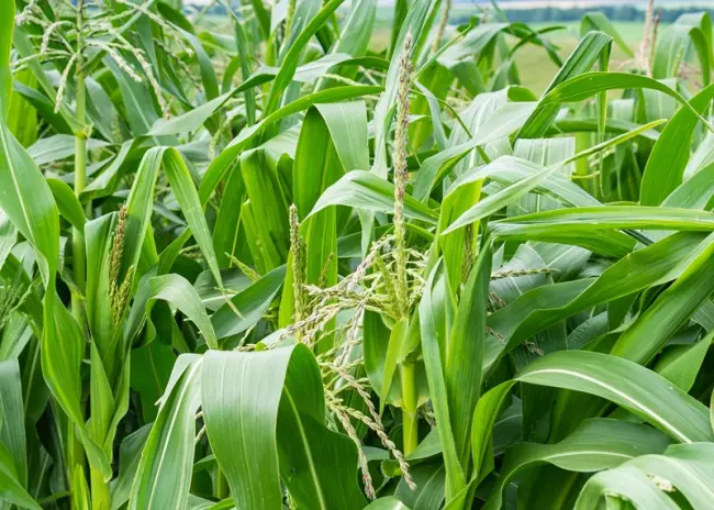 Vanggewas na maïs op zand- en lössgrond