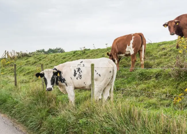 Geen openstelling fosfaatbank in 2023
