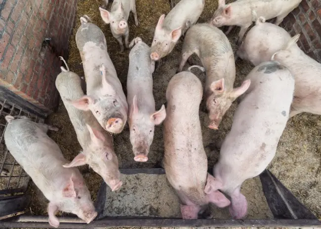 Onvoldoende bescherming tegen geuroverlast veehouderijen