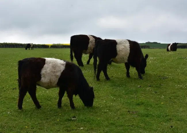 Graasdierpremie en bijvoeren dieren