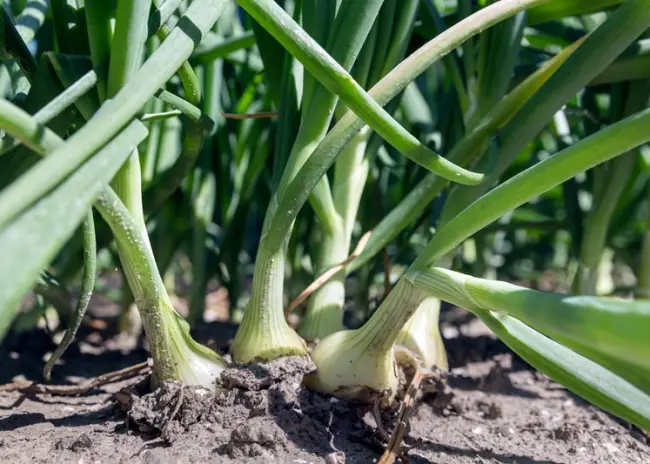 Consultatie lijst winterteelten