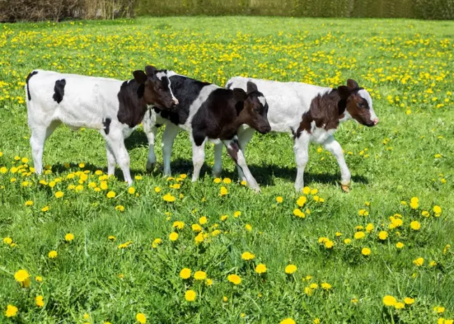 Vorming herinvesteringsreserve mogelijk voor verkoop onbenutte fosfaatrechten