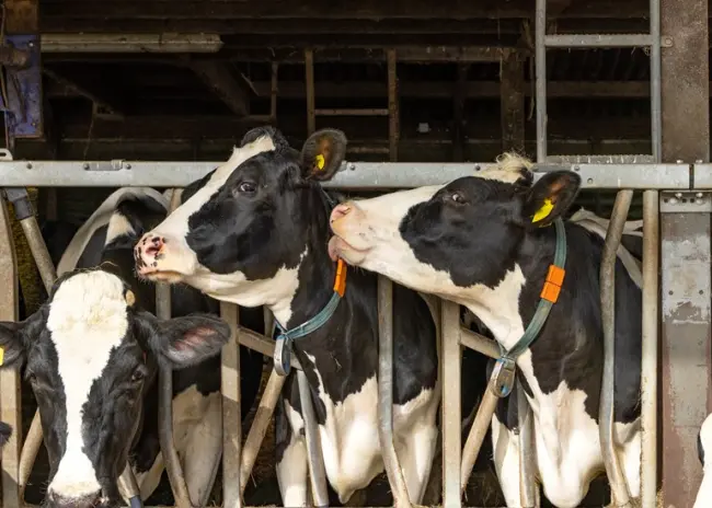 Striktere voorwaarden aan vergunningverlening emissiearme stalsystemen