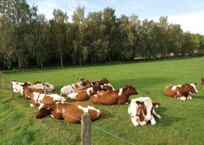 Gelijkstelling stikstofexcretie biologisch en gangbaar gehouden melkkoeien
