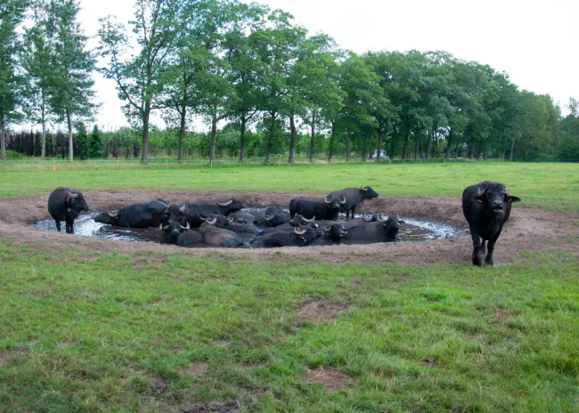 Onze klant D’n Buff Waterbuffelboerderij is genomineerd voor agrarisch ondernemer van het jaar!