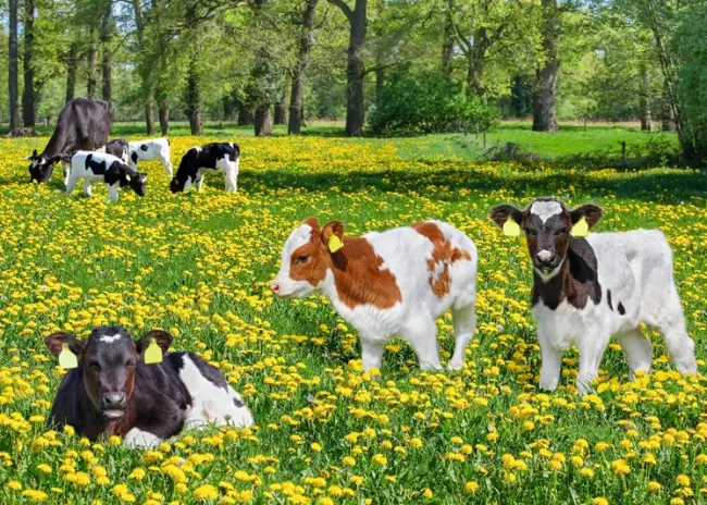 Subsidie behoud graslandareaal aanvragen vanaf 19 juni
