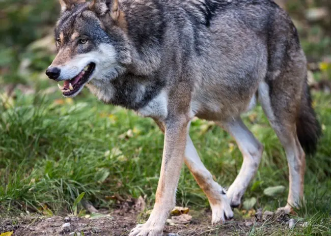 Schapenhouder biedt dieren voldoende bescherming tegen wolf