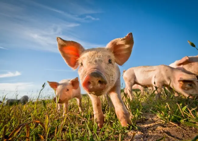Boetes voor niet tijdig melden verplaatsingen van varkens