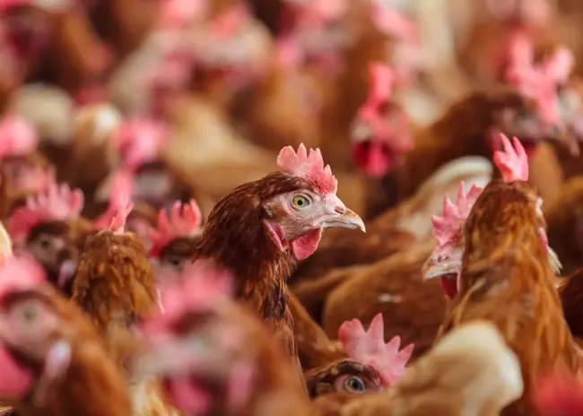 Marktwaarde productierechten Lbv/Lbv-plus vastgesteld
