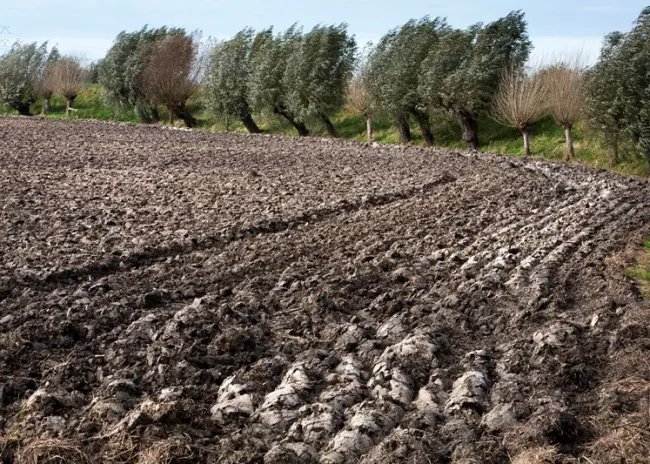 Minimale bodembedekking op kleigronden