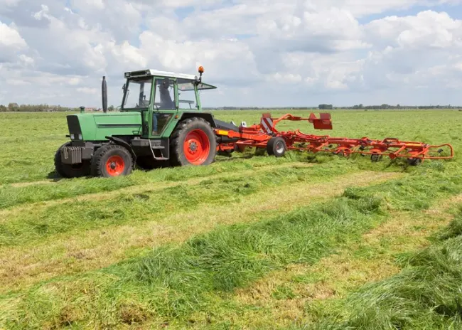Melden vanggewassen op zand- en lössgrond
